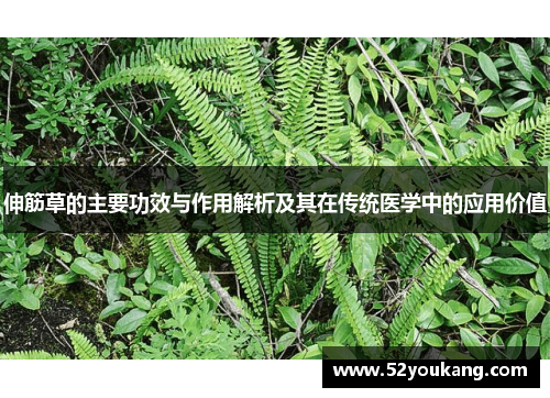 伸筋草的主要功效与作用解析及其在传统医学中的应用价值